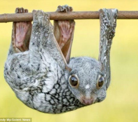 ӡ�ȔzӰ�����w���ﵹ���(sh��)��С����(hu��)��