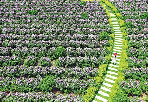 ��ī���`ɽ�(zh��n)ͨ�^(gu��)�������D(zhu��n)���O(sh��)õ��С�(zh��n)�l(f��)չ��ɫ�a(ch��n)�I(y��)�����M(j��n)�弯�w��ؚ�����p������