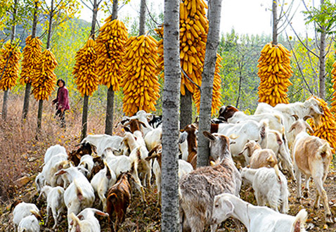 ��ˮ�hȪ�f�(zh��n)�a(ch��n)�I(y��)��ؚ��ɫ�B(y��ng)ֳ�(xi��ng)Ŀ��