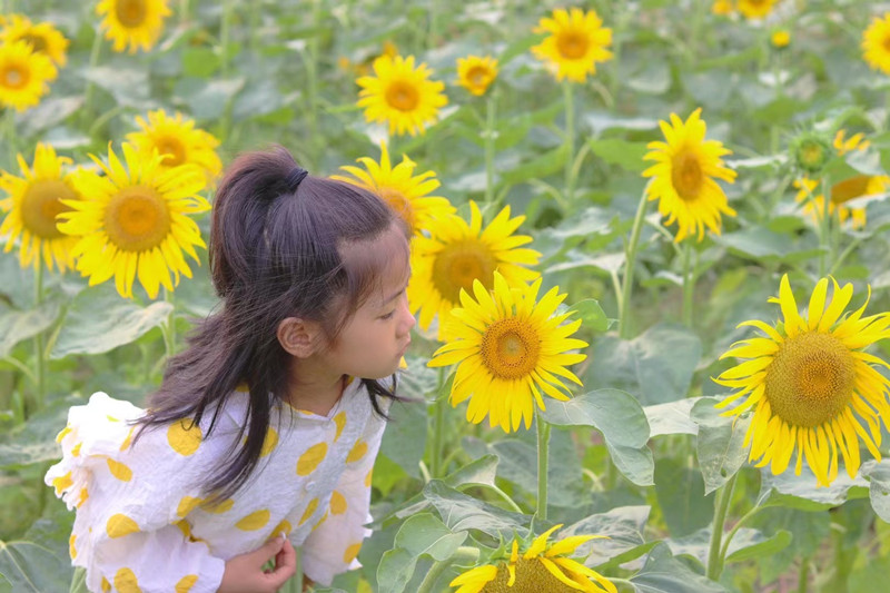 濟(jì)南槐蔭區(qū)吳家堡街道七里鋪村的6萬(wàn)余株向日葵競(jìng)相綻放。 濟(jì)南槐蔭區(qū)委宣傳部供圖