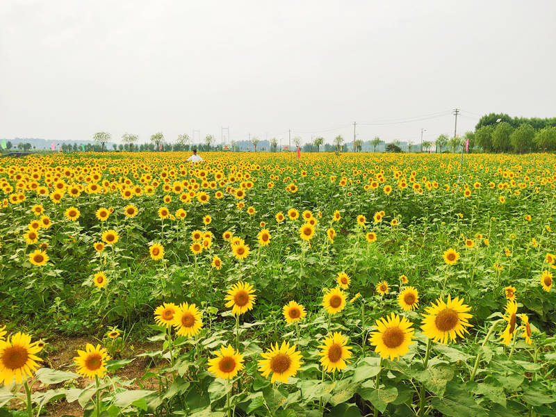 ���տ�����ռ����e15�஀�����ڌ����m(x��)�����µס� ��(j��)�ϻ��a�^(q��)ί���������D