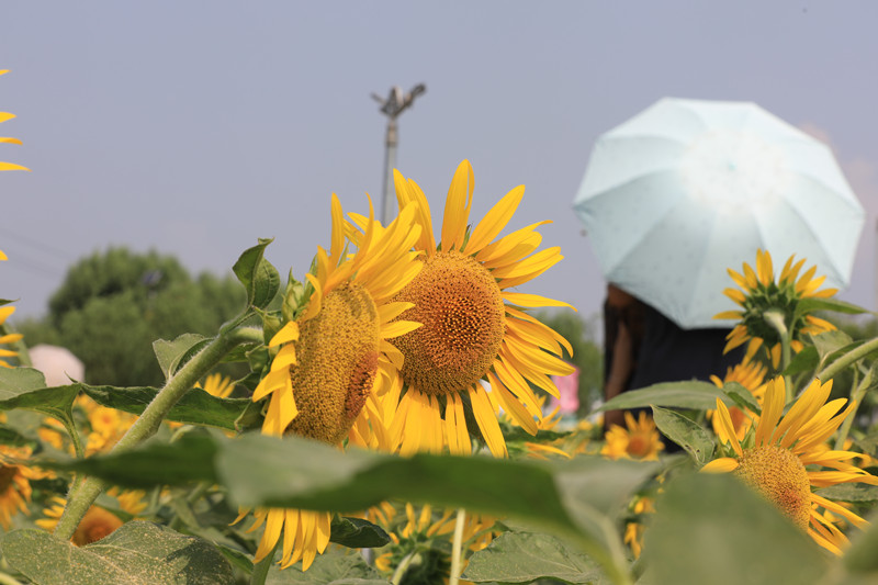 ���տ�����ռ����e15�஀�����ڌ����m(x��)�����µ��� ���ϻ��a�^(q��)ί���������D