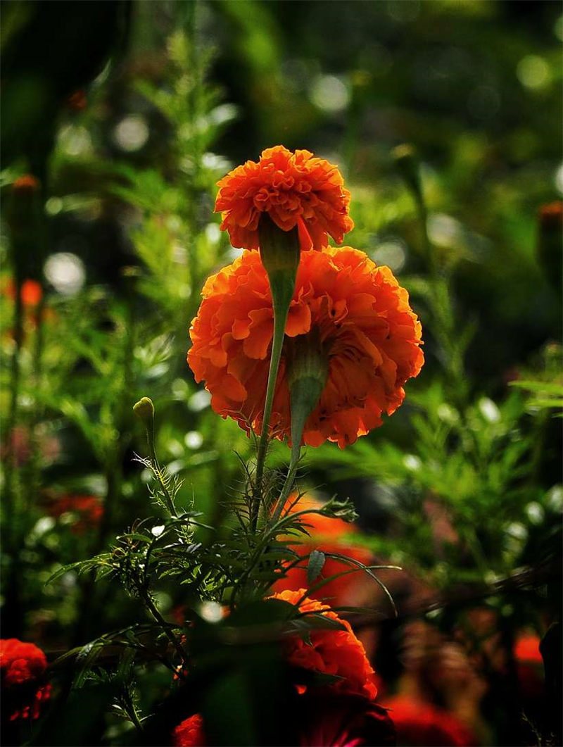 ����r(sh��)��(ji��)���ֲ����¶�ʿ�唵(sh��)��(g��)ɽ�^��300���f�۾�ʢ�_ŭ�����X���z