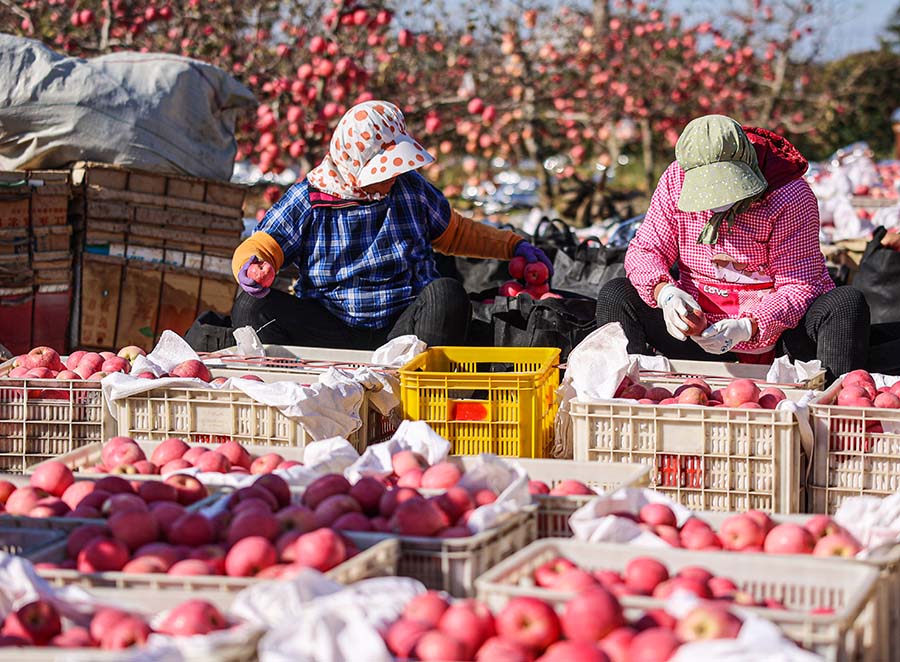 果農(nóng)們?cè)谧ゾo時(shí)間分揀蘋果。李信君攝