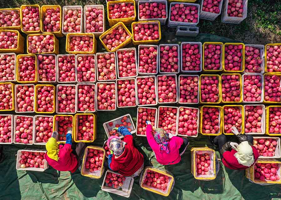 果農(nóng)們在抓緊時間分揀蘋果。李信君攝