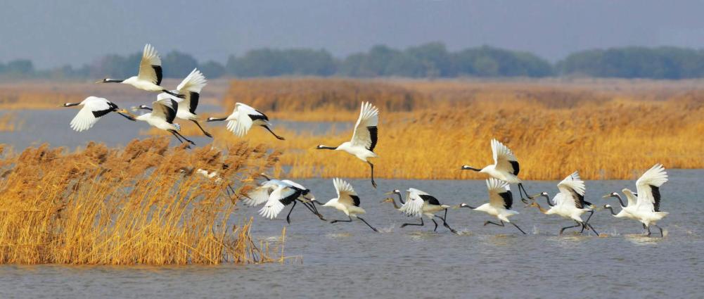 黃河三角洲保護(hù)區(qū)東方白鸛。 孫勁松攝