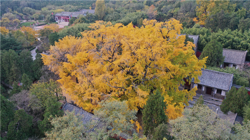 山東日照莒縣四千年銀杏樹迎來(lái)最佳觀賞期。丁敏航攝