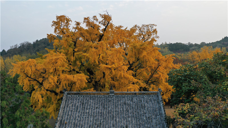 山東日照莒縣四千年銀杏樹迎來最佳觀賞期。丁敏航攝