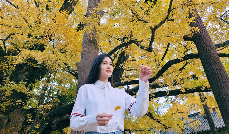 山東日照莒縣四千年銀杏樹迎來最佳觀賞期。丁敏航攝