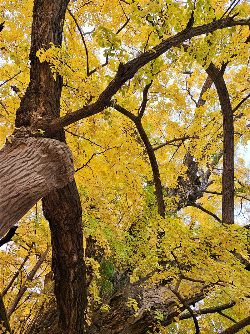 山東日照莒縣四千年銀杏樹迎來(lái)最佳觀賞期。丁敏航攝