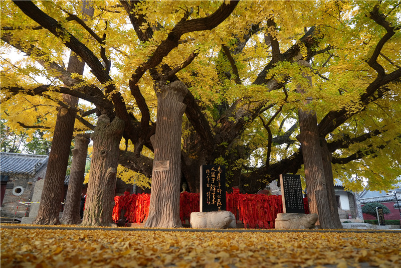 山東日照莒縣四千年銀杏樹迎來最佳觀賞期。丁敏航攝