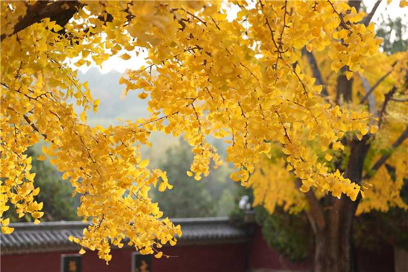 山東日照莒縣四千年銀杏樹迎來最佳觀賞期。丁敏航攝