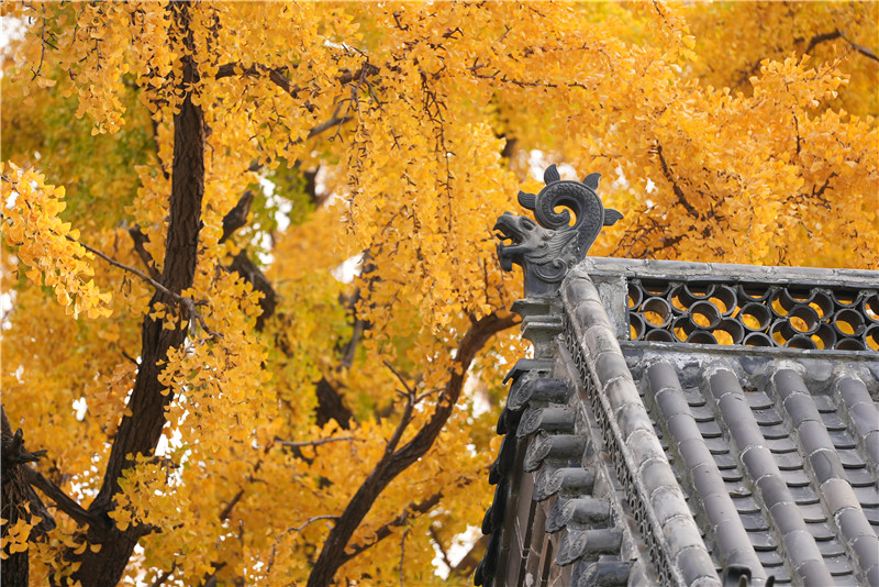 山東日照莒縣四千年銀杏樹迎來最佳觀賞期。丁敏航攝