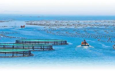 南隍城島漁民在近岸海域養(yǎng)殖小魚，等魚長到合適規(guī)格，再由企業(yè)放到深海網(wǎng)箱內(nèi)養(yǎng)殖。李鵬 攝