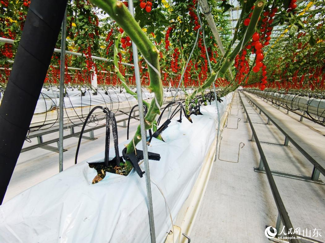 利用水肥一體化種植的西紅柿。人民網(wǎng)記者 栗翹楚攝