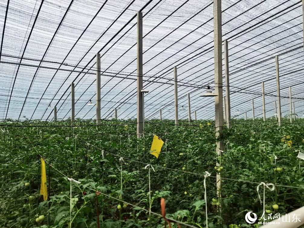 山東省壽光市崔嶺西村智慧化大棚。人民網(wǎng)記者 栗翹楚攝