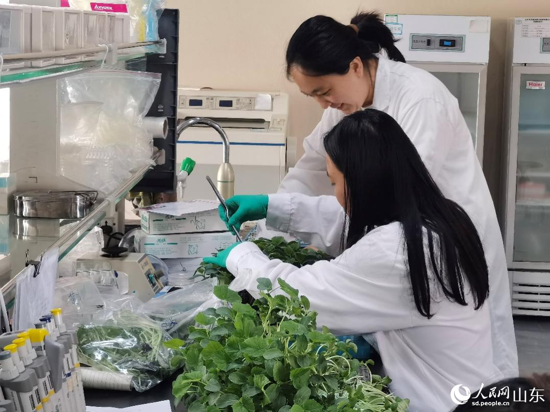 工作人員在實驗室對秧苗進行檢測。人民網(wǎng)記者 栗翹楚攝