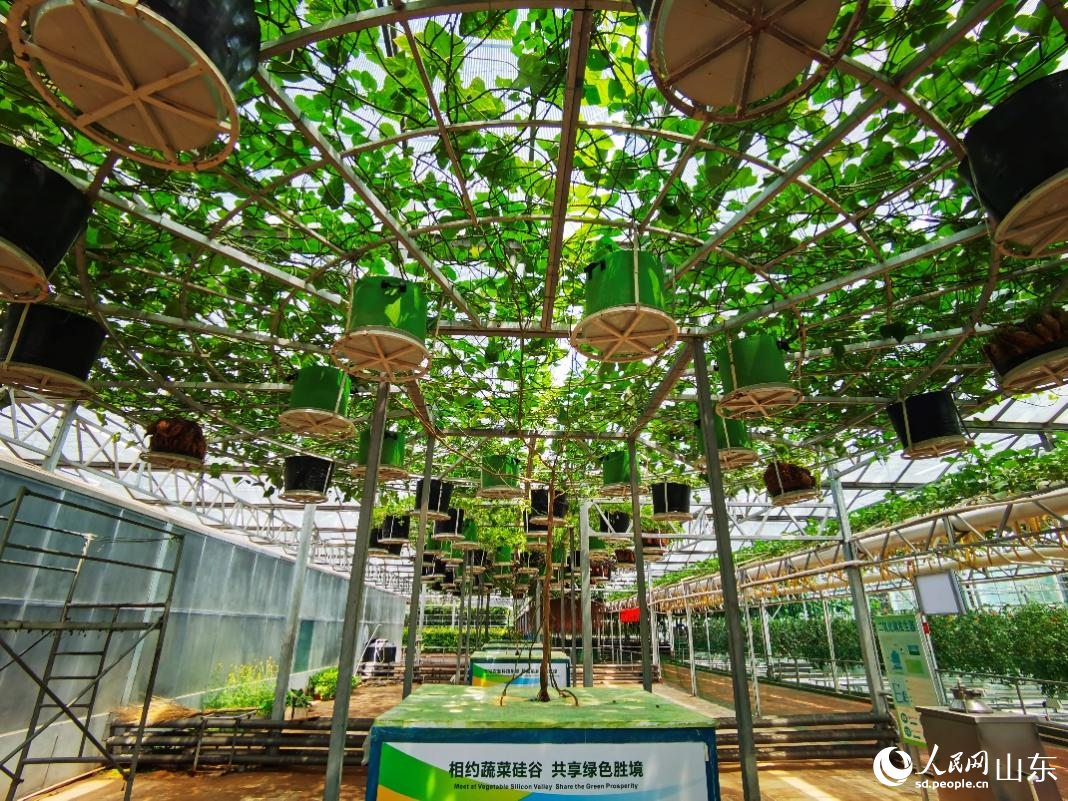 長在“天上”的地瓜。人民網(wǎng)記者 栗翹楚攝