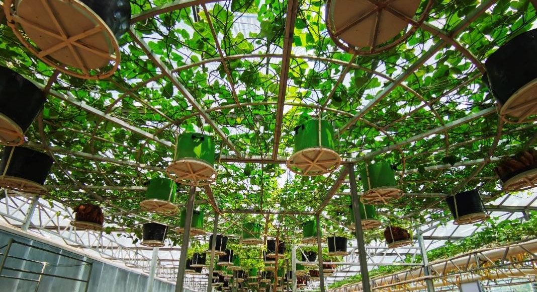 長(zhǎng)在“天上”的地瓜。人民網(wǎng)記者 栗翹楚攝