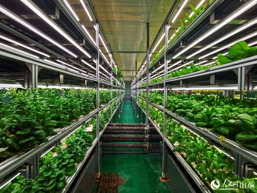 無(wú)土栽培蔬菜。人民網(wǎng)記者 栗翹楚攝