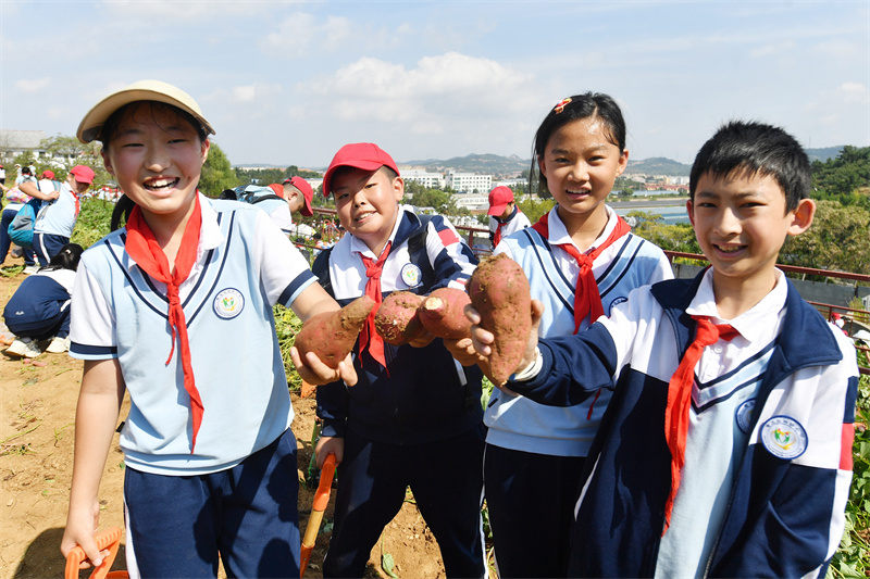 2024年9月29日，在山東青島宜陽路小學(xué)開展的“田間課堂”豐收實(shí)踐活動上，學(xué)生們展示豐收的紅薯。王海濱攝