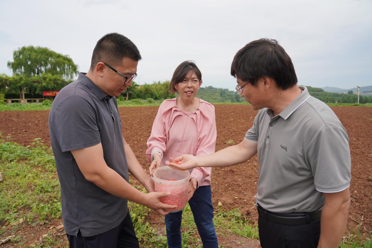 劉霞向種植戶展示最新選育的甜玉米種子。受訪者供圖