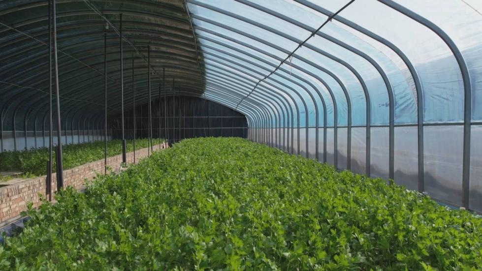 智能溫室大棚里，翠綠的芹菜長勢喜人