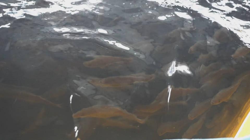 魚池里，魚兒自在地游來游去