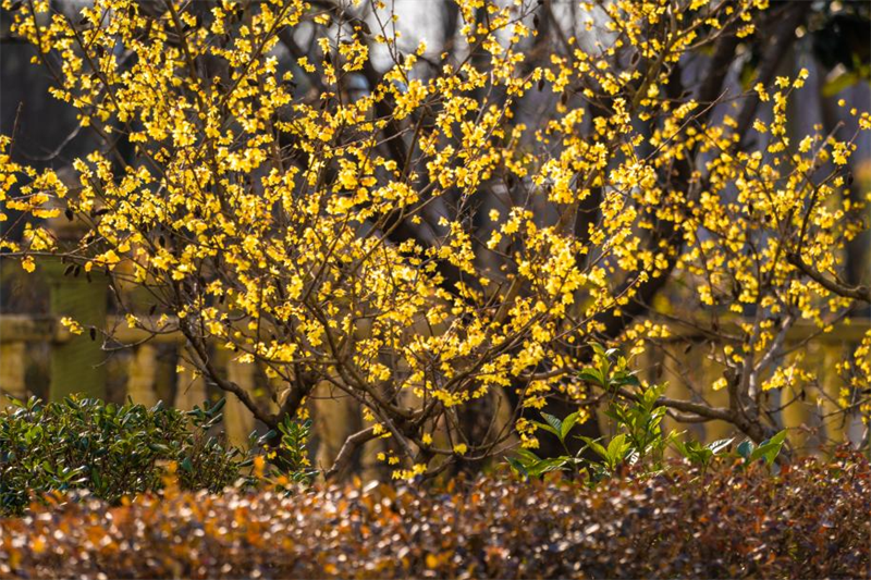 那一朵朵臘梅，宛如繁星點(diǎn)綴在枝頭。武愛民攝