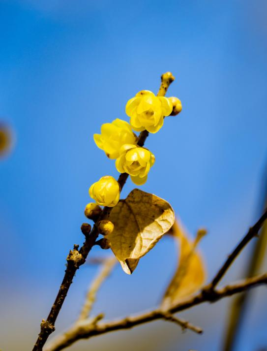 點(diǎn)點(diǎn)鵝黃色的小花為日照增添了一抹亮麗的色彩。劉晶攝