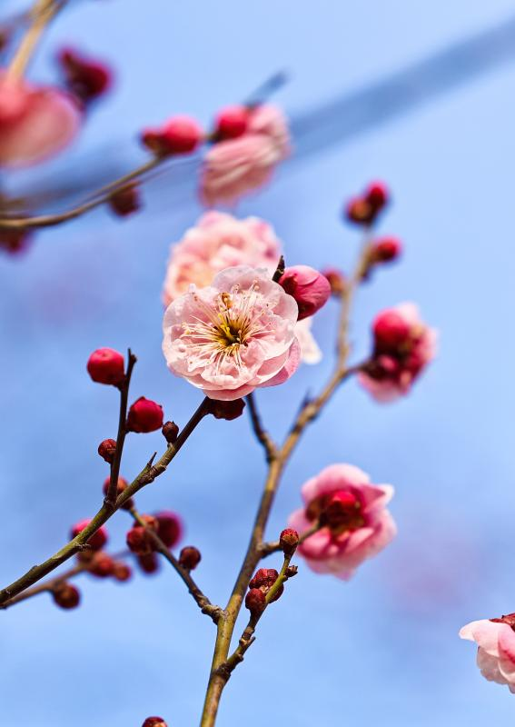 ??嬌艷欲滴的臘梅使城市處處充滿著生機(jī)與活力。宋年升攝