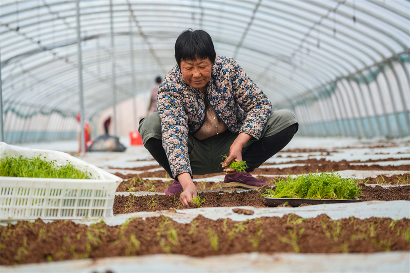 2025年3月14日，農(nóng)民在山東省樂陵市希森馬鈴薯繁育基地用新基質(zhì)定植脫毒薯苗。