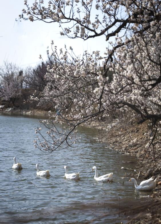 春江水暖鴨先知。單英 攝