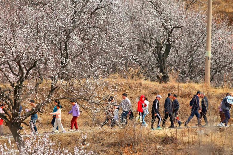 駝石溝杏花村的杏花綻放，吸引市民游客來(lái)此踏春。 張守本 攝