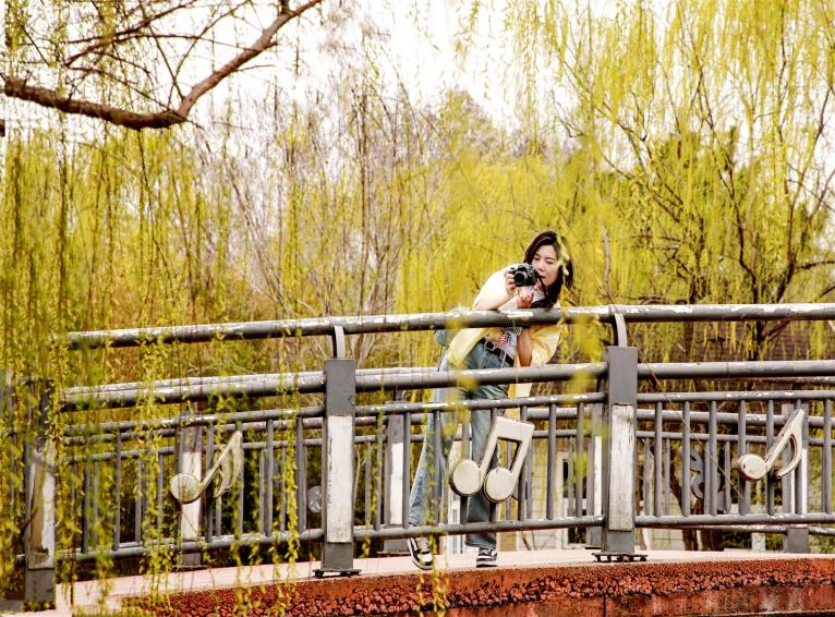 春風(fēng)撫過(guò)，嫩綠的垂柳輕舞。厲新昌 攝