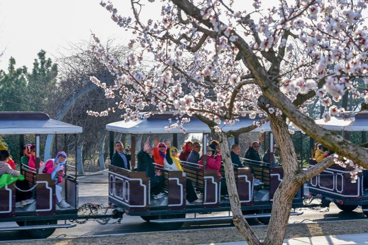綠舟路上的小火車穿行于繁花綠蔭，載著游人赴一場(chǎng)春日海濱的浪漫相約。 邵淼 攝