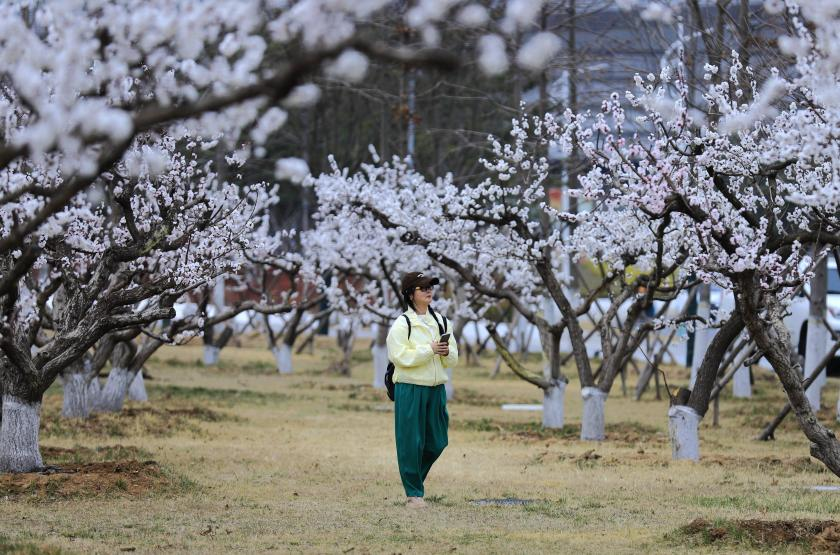 枝頭繁花肆意鋪展，牢牢鎖住市民的目光。劉宗麗 攝