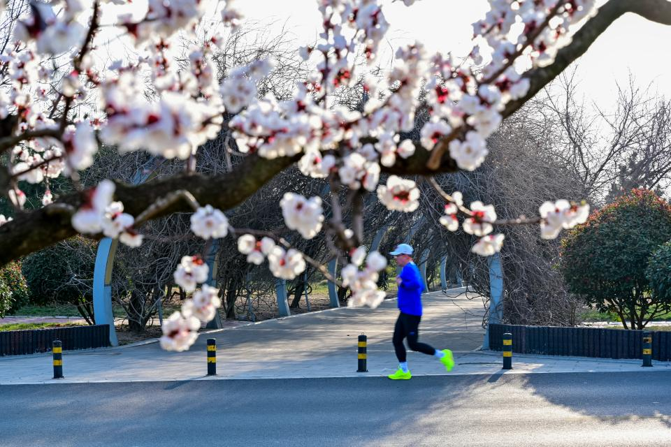 晨跑的市民暢快地穿梭于花香之中。 邵淼 攝