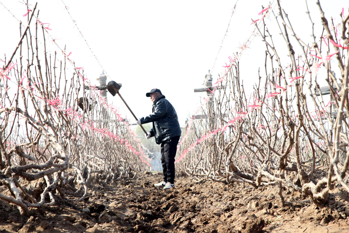 4月1日，農(nóng)民在山東省聊城市茌平區(qū)賈寨鎮(zhèn)賈寨后村田間管理種植的葡萄。