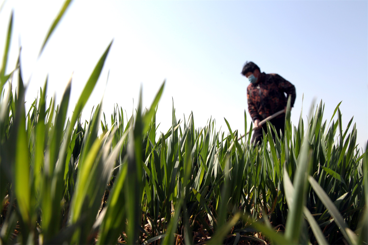 4月1日，農(nóng)民在山東省聊城市茌平區(qū)賈寨鎮(zhèn)邢胡劉村田間給小麥松土保墑。