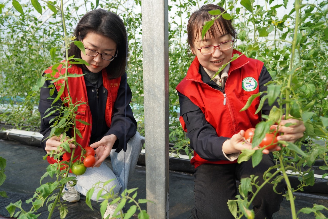 圖為幫助村民采收溫室大棚有機蔬菜