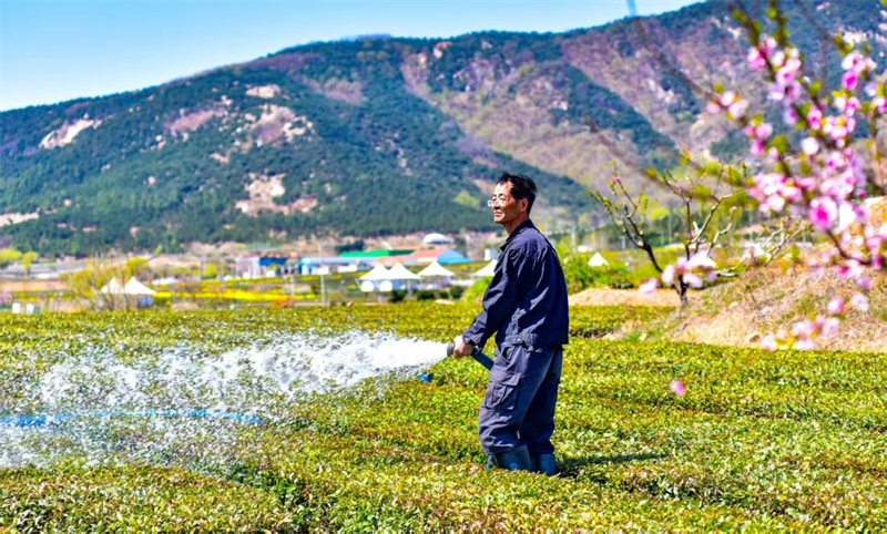 山下茶園蔥綠，茶農(nóng)正悉心澆灌。葉連俊攝