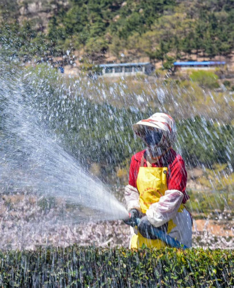 晶瑩的水流落下，滋潤(rùn)著嫩綠的枝葉。葉連俊攝