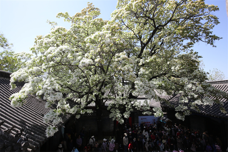 4月13日，在山東鄒城孟府景區(qū)，游客欣賞盛開的流蘇花。