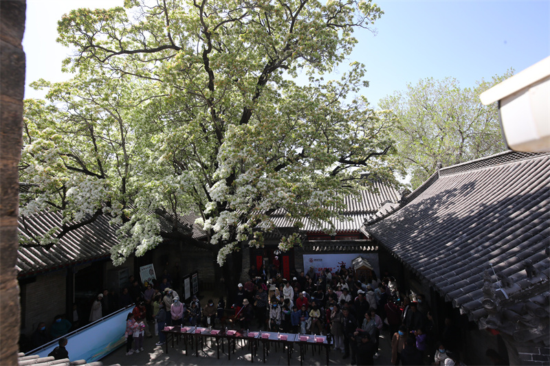 4月13日，在山東鄒城孟府景區(qū)，游客欣賞盛開的流蘇花。