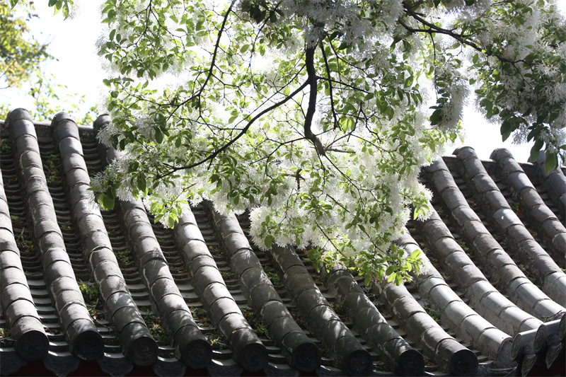 4月13日，在山東鄒城孟府景區(qū)拍攝的流蘇花。