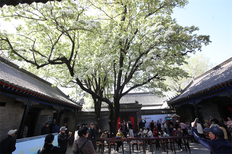 4月13日，在山東鄒城孟府景區(qū)，游客欣賞盛開的流蘇花。