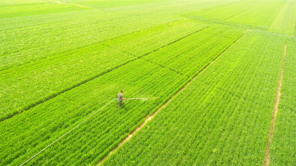 4月17日，農(nóng)民在山東省聊城市茌平區(qū)賈寨鎮(zhèn)賈寨后村田間給小麥噴施藥物（無人機(jī)照片）。