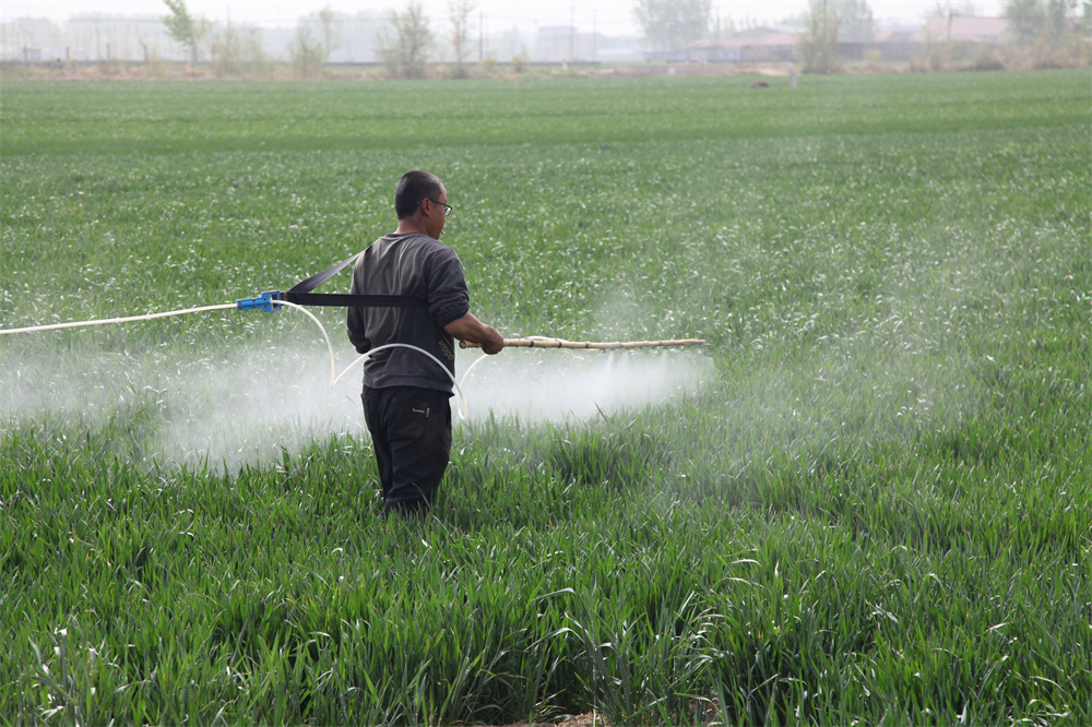 4月17日，農(nóng)民在山東省聊城市茌平區(qū)賈寨鎮(zhèn)賈寨后村田間給小麥噴施藥物。