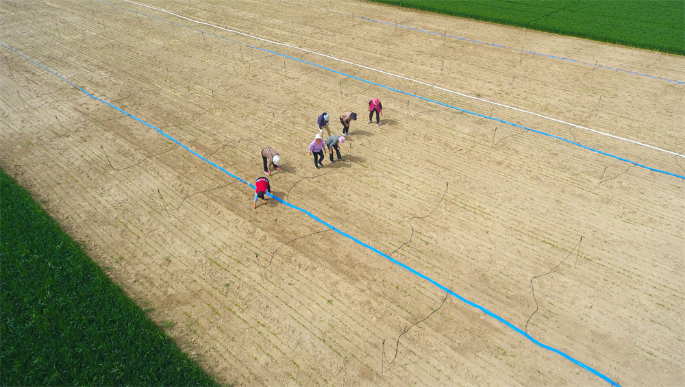 4月17日，農(nóng)民在山東省聊城市茌平區(qū)賈寨鎮(zhèn)賈寨前村田間給種植的中藥材除草（無人機(jī)照片）。